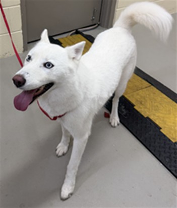 Shelter Stray Female Dog last seen Near BLOCK GLOCCA MORRA DRIVE, APOPKA, FL, 232 Eslinger Way, Sanford, FL 32773, USA