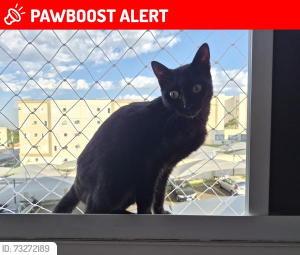 Lost Female Cat last seen Proximo ao deposito do Rio Branco, Catharina Zanaga, SP 