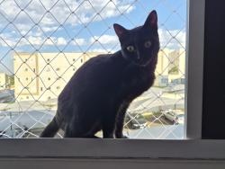 Lost Female Cat last seen Proximo ao deposito do Rio Branco, Catharina Zanaga, SP 