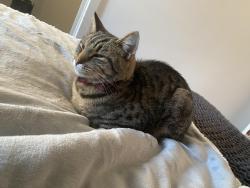 Lost Male Cat last seen Windrush Place Development, Oxfordshire, England OX29 7BW