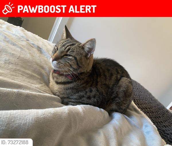 Lost Male Cat last seen Windrush Place Development, Oxfordshire, England OX29 7BW