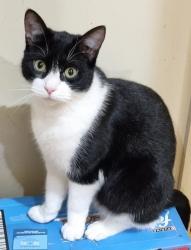 Reunited Male Cat last seen Westley waterless, Westley Waterless, England CB8 0RL