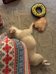 Reunited Female Dog last seen T j circle and Mason circle, Odenville, AL 35120