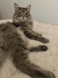 Reunited Male Cat last seen Very near Lapham Elementary School, cross-street is Mifflin and Ingersoll, Madison, WI 53703