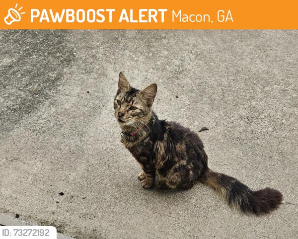 Found/Stray Female Cat last seen Union Elementary School, Macon, GA 31210