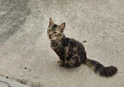 Found/Stray Female Cat last seen Union Elementary School, Macon, GA 31210
