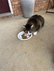 Reunited Unknown Cat last seen Sandy Springs Park, Maryville, TN 37803