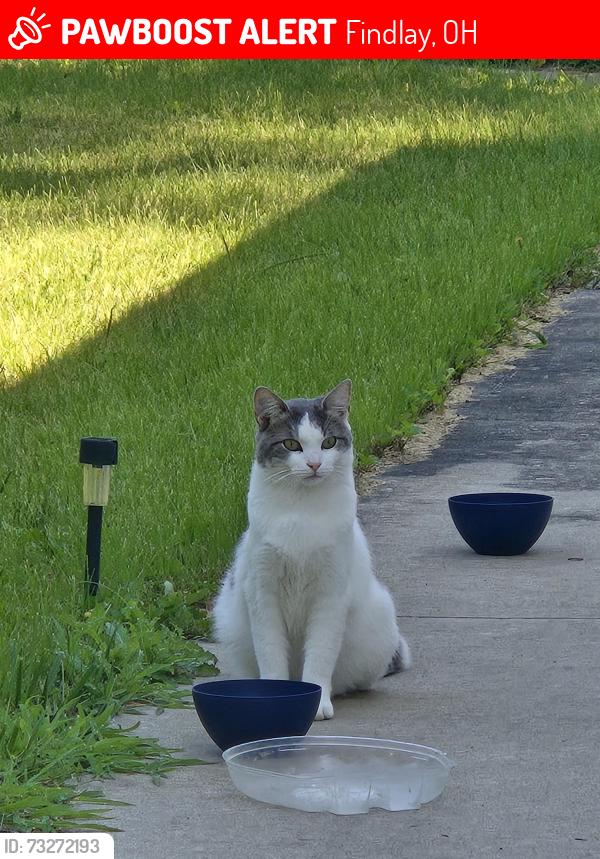 Lost Male Cat last seen Cherry st, Findlay, OH 45840