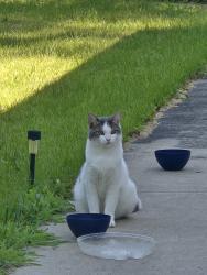 Lost Male Cat last seen Cherry st, Findlay, OH 45840