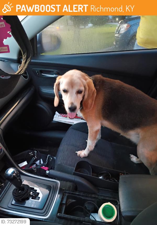 Found/Stray Unknown Dog last seen Bypass Richmond ky, Richmond, KY 40475