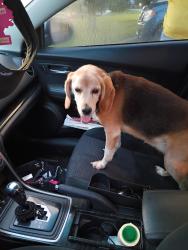 Found/Stray Unknown Dog last seen Bypass Richmond ky, Richmond, KY 40475