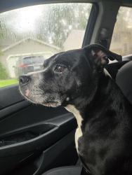 Reunited Female Dog last seen Bride Water Blvd/Downey, Columbus, OH 43235