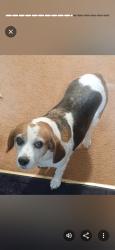 Lost Female Dog last seen ASH and PARADE STREET, Erie, PA 16504