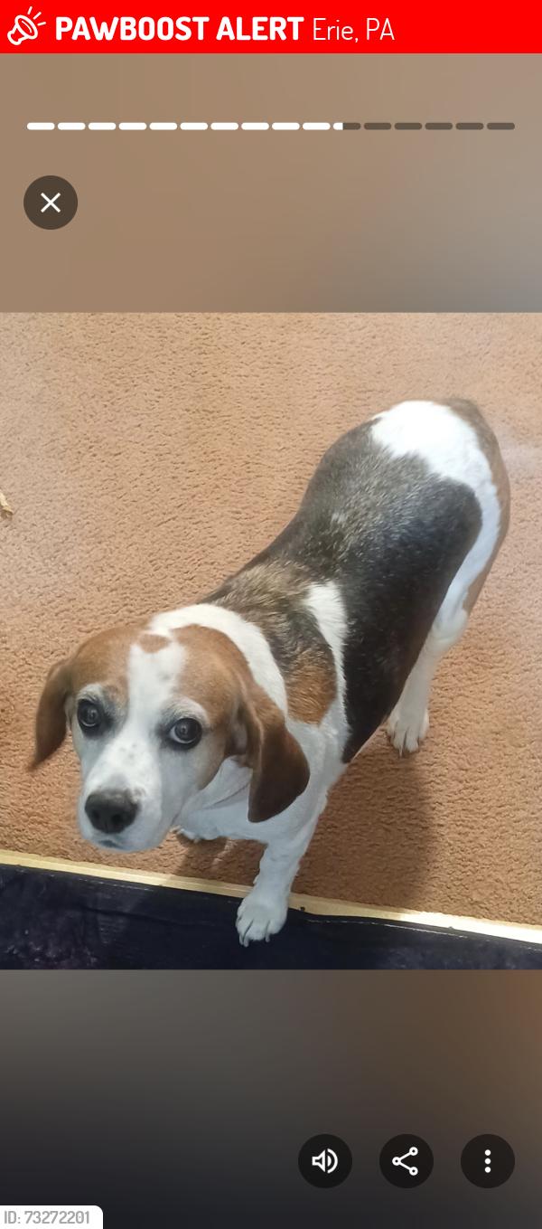 Lost Female Dog last seen ASH and PARADE STREET, Erie, PA 16504