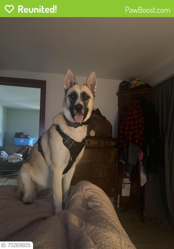Reunited Female Dog last seen Highway 40 and 140th, Ocala, FL 34481