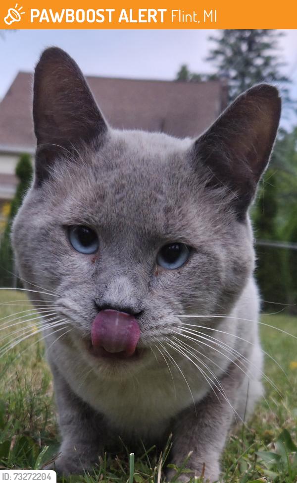 Found/Stray Male Cat last seen court and kensington, Flint, MI 48503