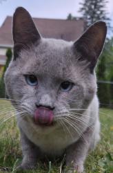 Found/Stray Male Cat last seen court and kensington, Flint, MI 48503