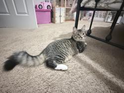 Reunited Male Cat last seen Near winterberry drive, Fayetteville, NC 28314