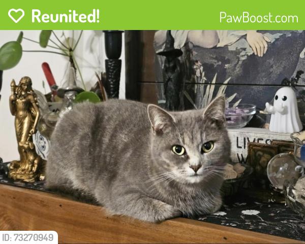 Reunited Female Cat last seen North limestone and upper valley road, Parkesburg, PA 19365
