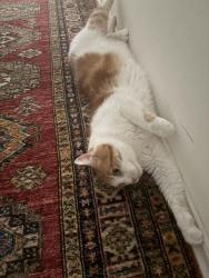 Lost Female Cat last seen Hutchinson Rd, Princeton, NJ, Princeton, NJ 08540