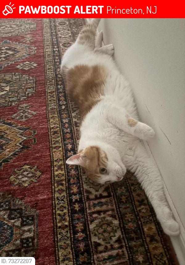 Lost Female Cat last seen Hutchinson Rd, Princeton, NJ, Princeton, NJ 08540