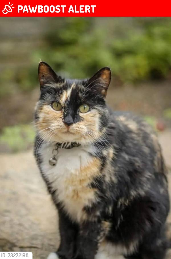 Lost Female Cat last seen Main street, Hackenthorpe, England S12 4LY