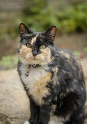 Lost Female Cat last seen Main street, Hackenthorpe, England S12 4LY