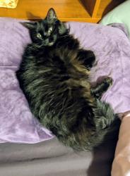 Reunited Female Cat last seen Dreher Island Rd. and Crystal Creek Circle, Chapin, SC 29036