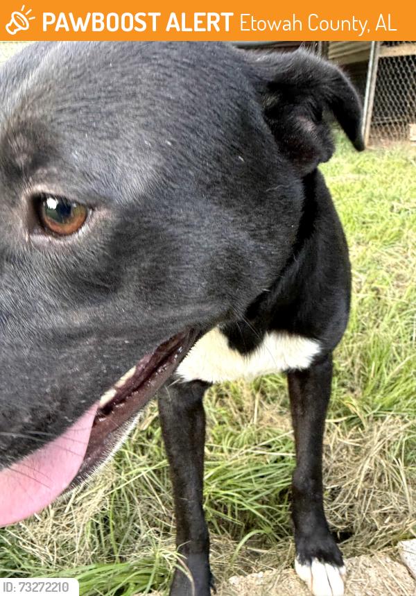 Found/Stray Female Dog last seen Keener Baptist Church, Etowah County, AL 35954