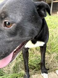 Found/Stray Female Dog last seen Keener Baptist Church, Etowah County, AL 35954