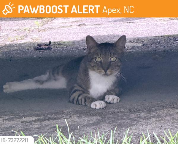 Found/Stray Unknown Cat last seen Colony Woods Drive ; 55 west, Apex, NC 27523