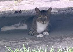 Found/Stray Unknown Cat last seen Colony Woods Drive ; 55 west, Apex, NC 27523
