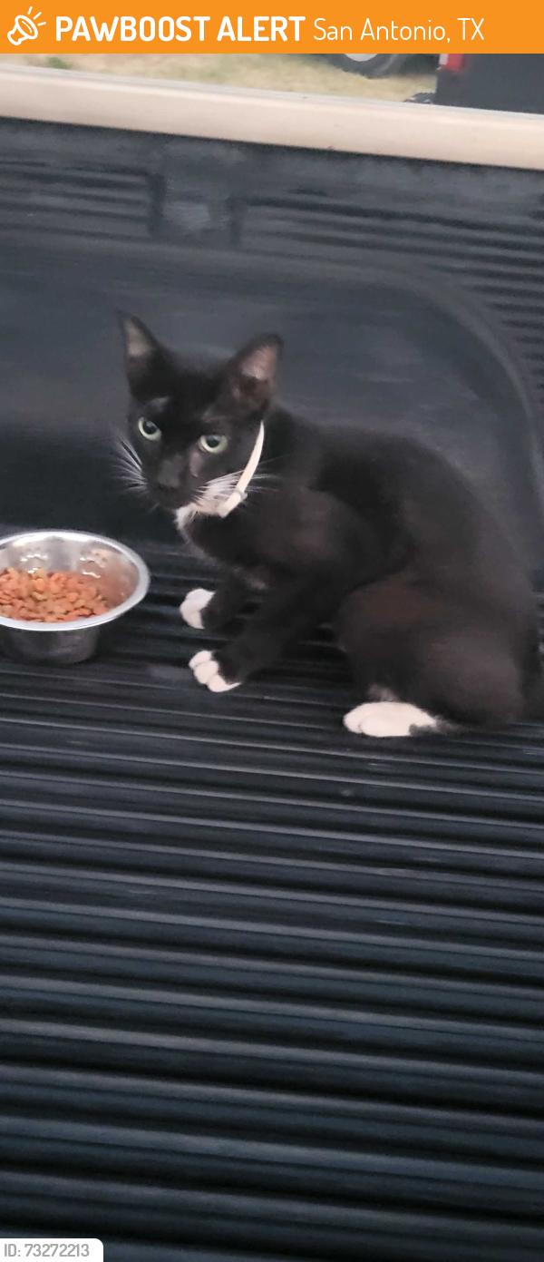 Found/Stray Unknown Cat last seen Amazon warehouse, San Antonio, TX 78245