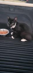 Found/Stray Unknown Cat last seen Amazon warehouse, San Antonio, TX 78245