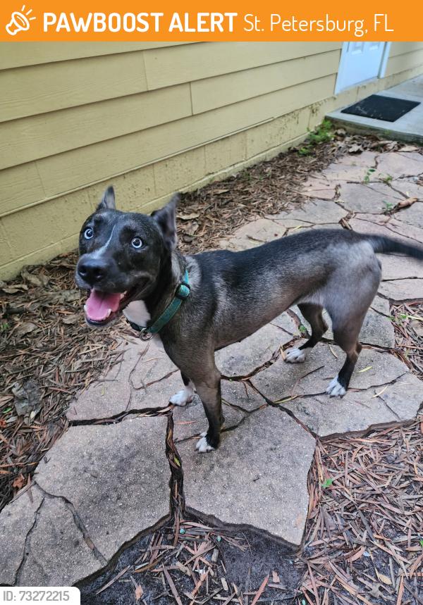 Found/Stray Female Dog last seen 55th St. and 4th Ave., North, St. Petersburg, FL 33710
