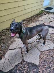 Found/Stray Female Dog last seen 55th St. and 4th Ave., North, St. Petersburg, FL 33710