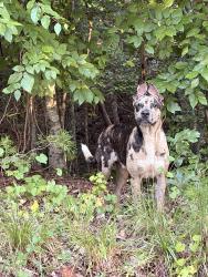 Found/Stray Male Dog last seen Blue jay rd central, Central, SC 29630