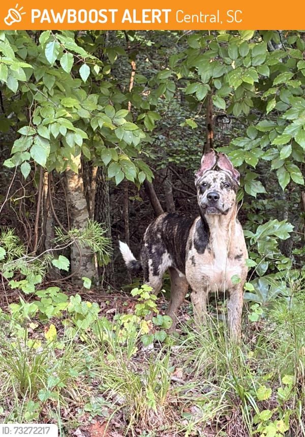 Found/Stray Male Dog last seen Blue jay rd central, Central, SC 29630