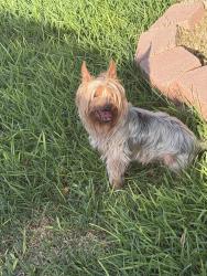 Reunited Male Dog last seen Main st, Lake Dallas, TX 75065