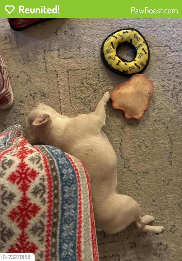 Reunited Female Dog last seen T j circle and Mason circle, Odenville, AL 35120