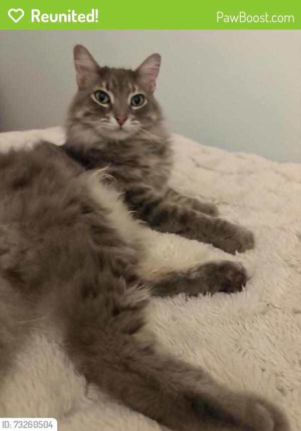 Reunited Male Cat last seen Very near Lapham Elementary School, cross-street is Mifflin and Ingersoll, Madison, WI 53703