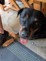 Reunited Male Dog last seen Meadowdale, Arlington, TX 76017