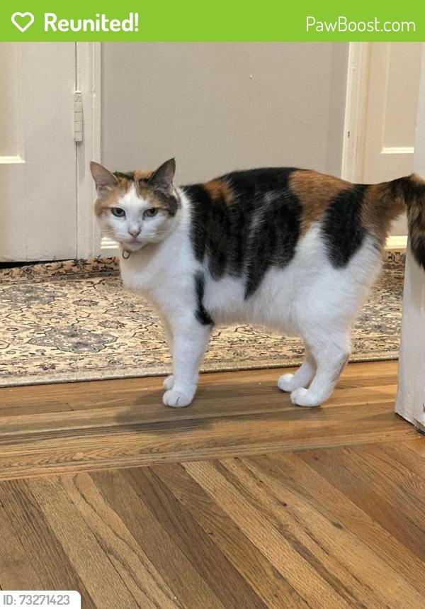 Reunited Female Cat last seen Hartsook & Ben, Los Angeles, CA 91607