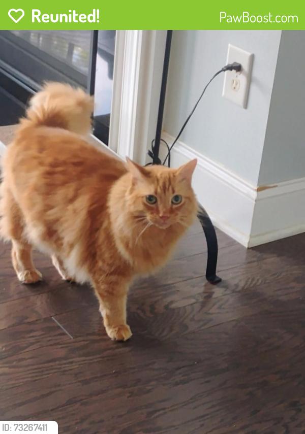 Reunited Female Cat last seen Lockley Rd and Willow View Lane, Apex, NC 27539