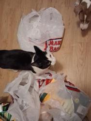 Lost Male Cat last seen Vermont St, Ocean St, Railroad Ave area, Salisbury, MA 01952