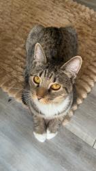 Reunited Female Cat last seen Marlboro and mosswood dr, Thonotosassa, FL 33584
