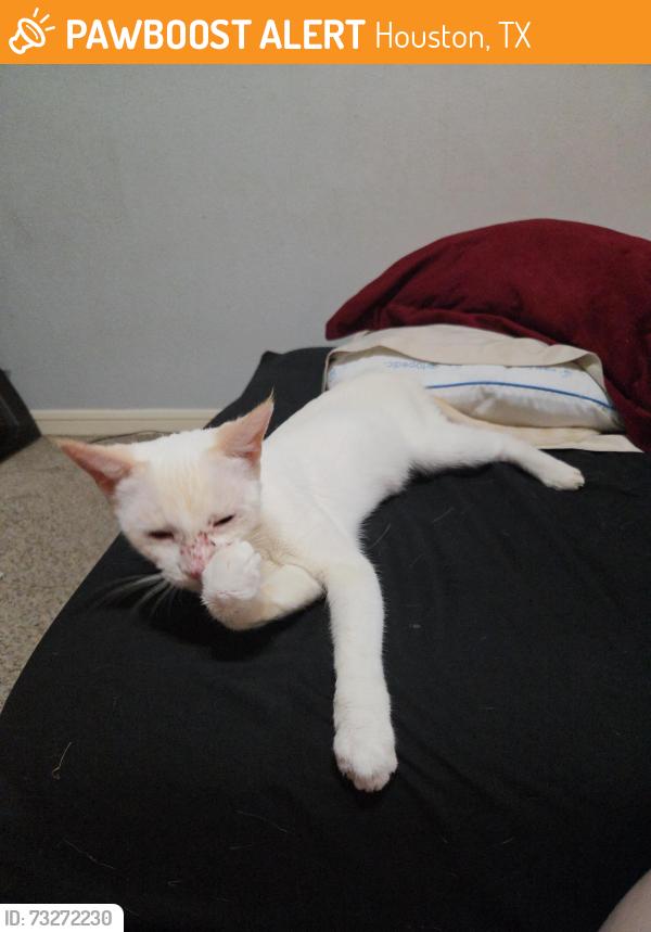 Found/Stray Female Cat last seen Rippling fields dr and autum song dr, Houston, TX 77064