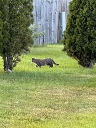 Found/Stray Unknown Cat last seen Manitowoc and pecan, Green Bay, WI 54311