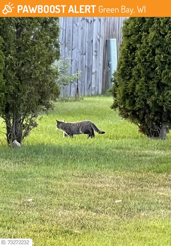Found/Stray Unknown Cat last seen Manitowoc and pecan, Green Bay, WI 54311