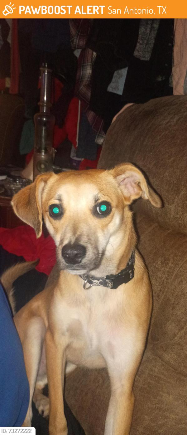 Found/Stray Male Dog last seen Rexford dr, San Antonio, TX 78232